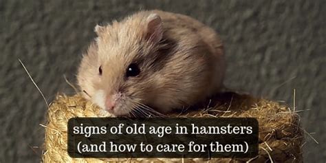 What happens to hamsters in old age?