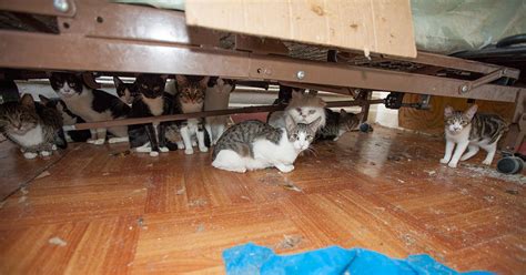 What happens to hoarded cats?