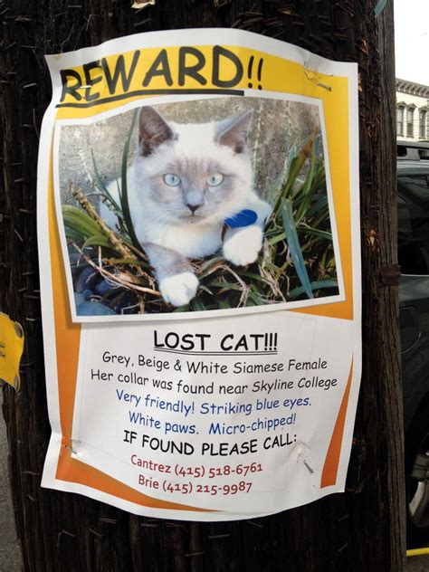 What happens to most lost cats?