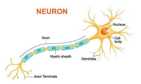 What happens to neurons when you forget?