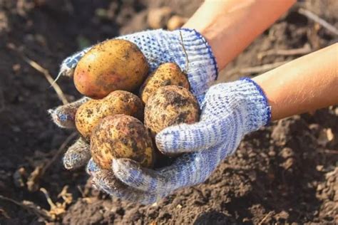 What happens to potatoes if you don't harvest them?