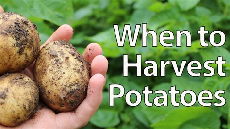 What happens to potatoes if you leave them?