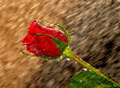 What happens to roses when it rains?
