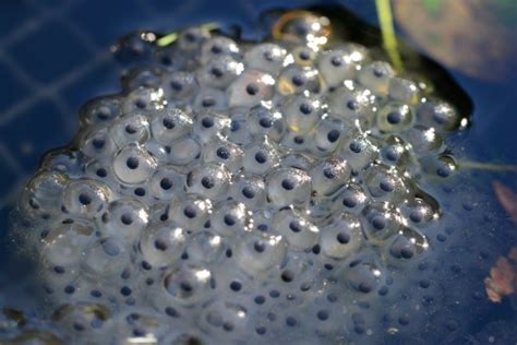 What happens to unfertilized frog eggs?