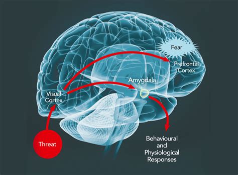 What happens to your brain when you're disappointed?