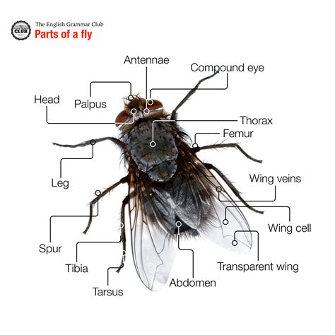 What happens to your insides when you fly?