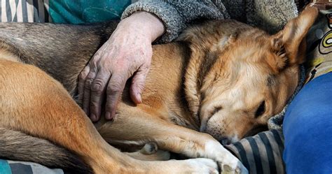 What happens to your pet after euthanasia?