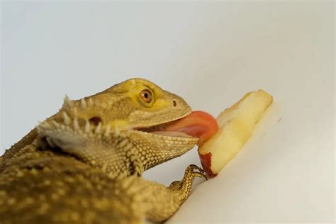 What happens when a bearded dragon licks you?