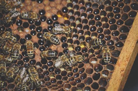 What happens when a bee hive loses its queen?