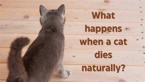What happens when a cat dies naturally?