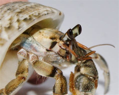What happens when a crab loses its legs?