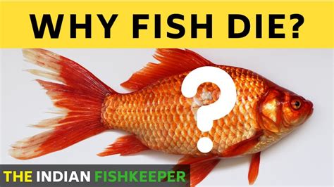What happens when a fish dies?