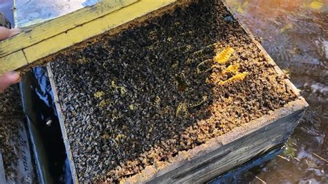 What happens when a hive is destroyed?