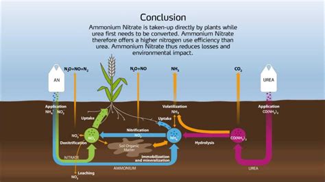 What happens when ammonium nitrate is added to soil?