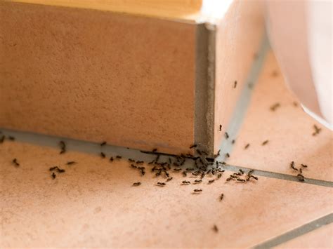 What happens when ants eat ant bait?
