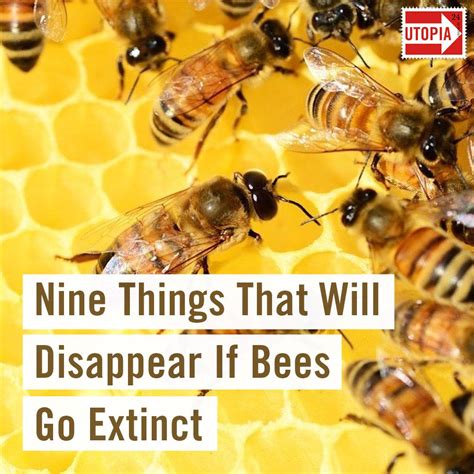 What happens when bees disappear?
