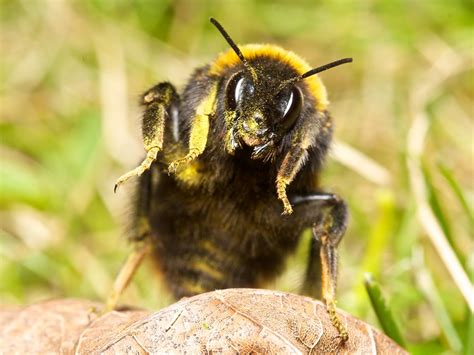 What happens when bees get angry?