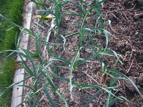 What happens when garlic grows green?