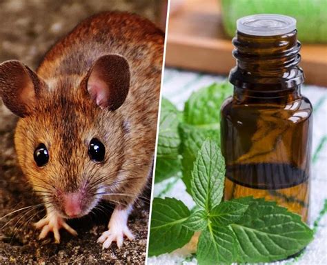 What happens when mice smell peppermint oil?