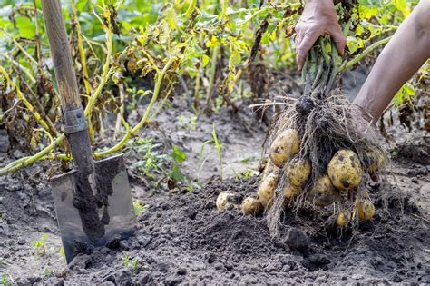 What happens when potatoes get too much nitrogen?