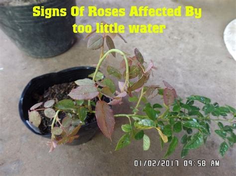 What happens when roses get too much water?