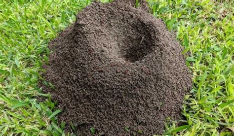 What happens when you destroy an ant hill?