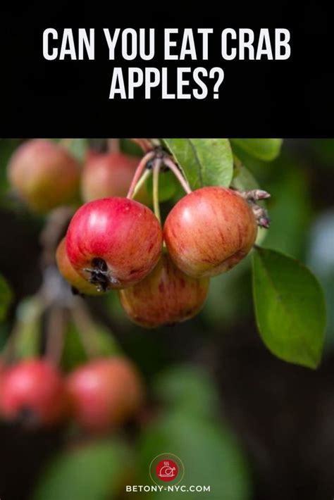 What happens when you eat crab apples?