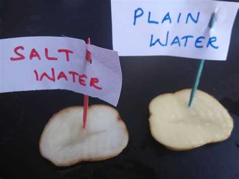 What happens when you put a potato in salt water?