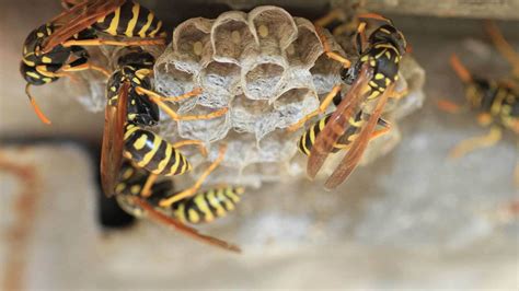 What happens when you spray a wasp nest?