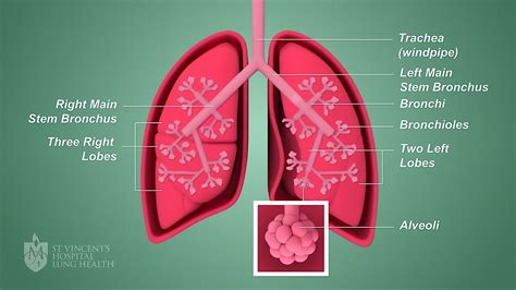 What happens when you steam your lungs?