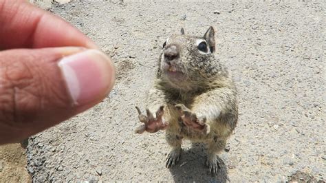 What happens when you touch a squirrel?