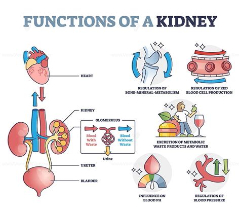 What happens when your kidney function is 35%?