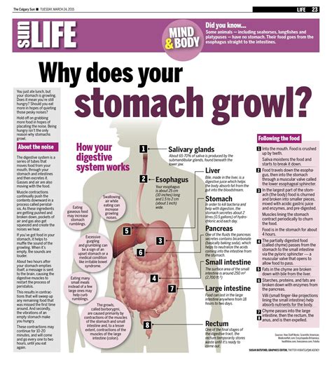 What happens when your stomach growls and you don't eat?