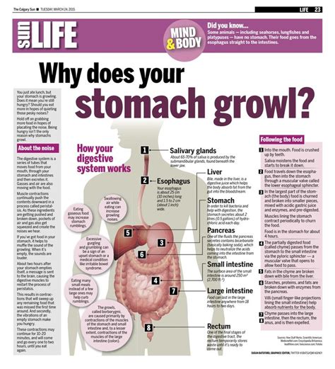 What happens when your stomach growls and you don't eat?