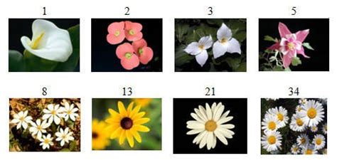 What has the largest number of petals?