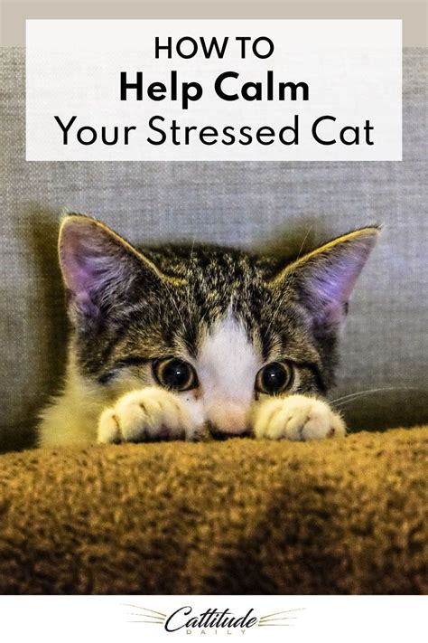 What helps calm a stressed cat?