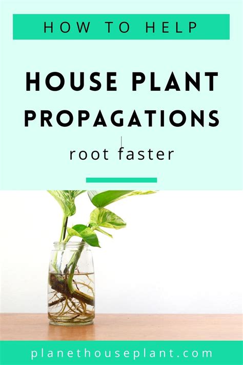 What helps cuttings root faster?