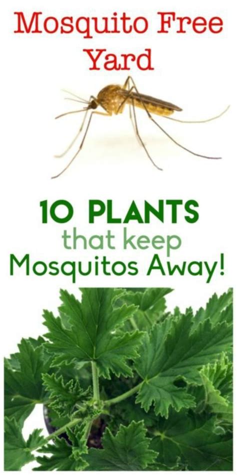 What helps keep mites away?
