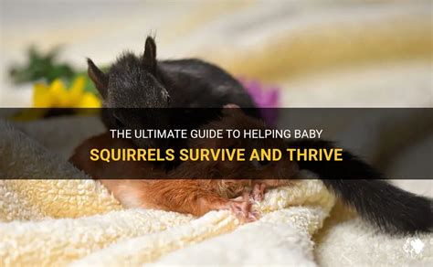 What helps squirrels survive?