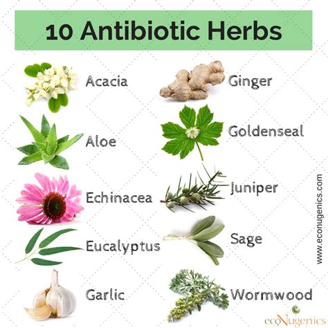 What herb is the strongest antibiotic?