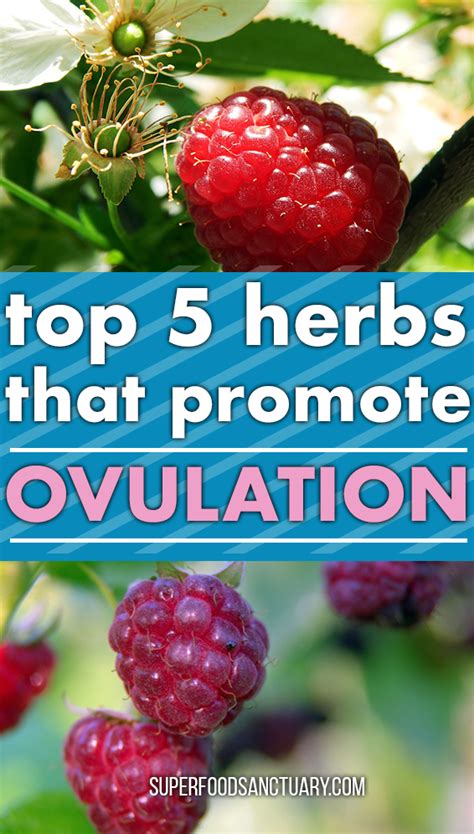 What herb makes you ovulate?