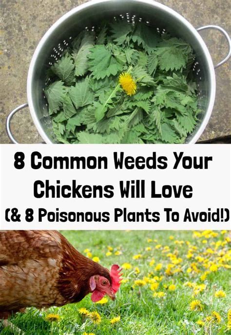 What herbs are bad for chickens?
