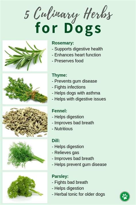 What herbs are bad for dogs?