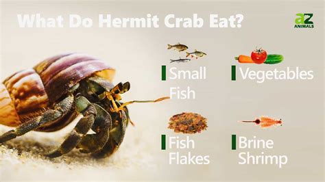 What herbs can hermit crabs eat?
