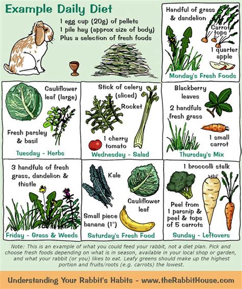 What herbs can rabbits eat?