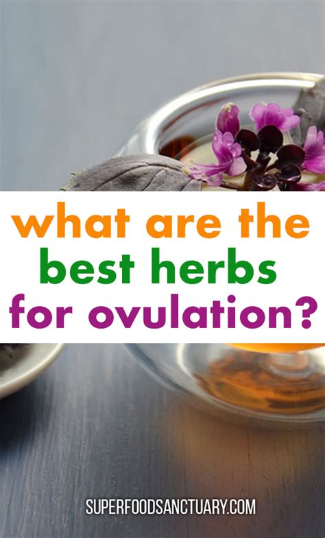 What herbs trigger ovulation?