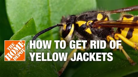 What home remedy kills yellow jackets?
