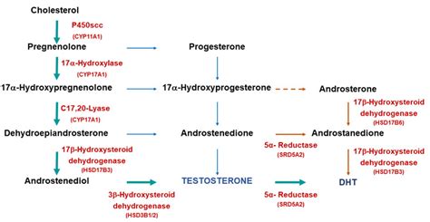 What hormone blocks testosterone?