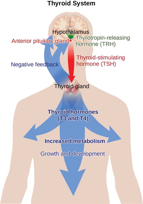 What hormone causes increase of smell?