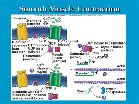 What hormone causes smooth muscles to contract?